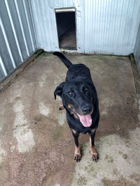 Courettes extérieures des Chiens